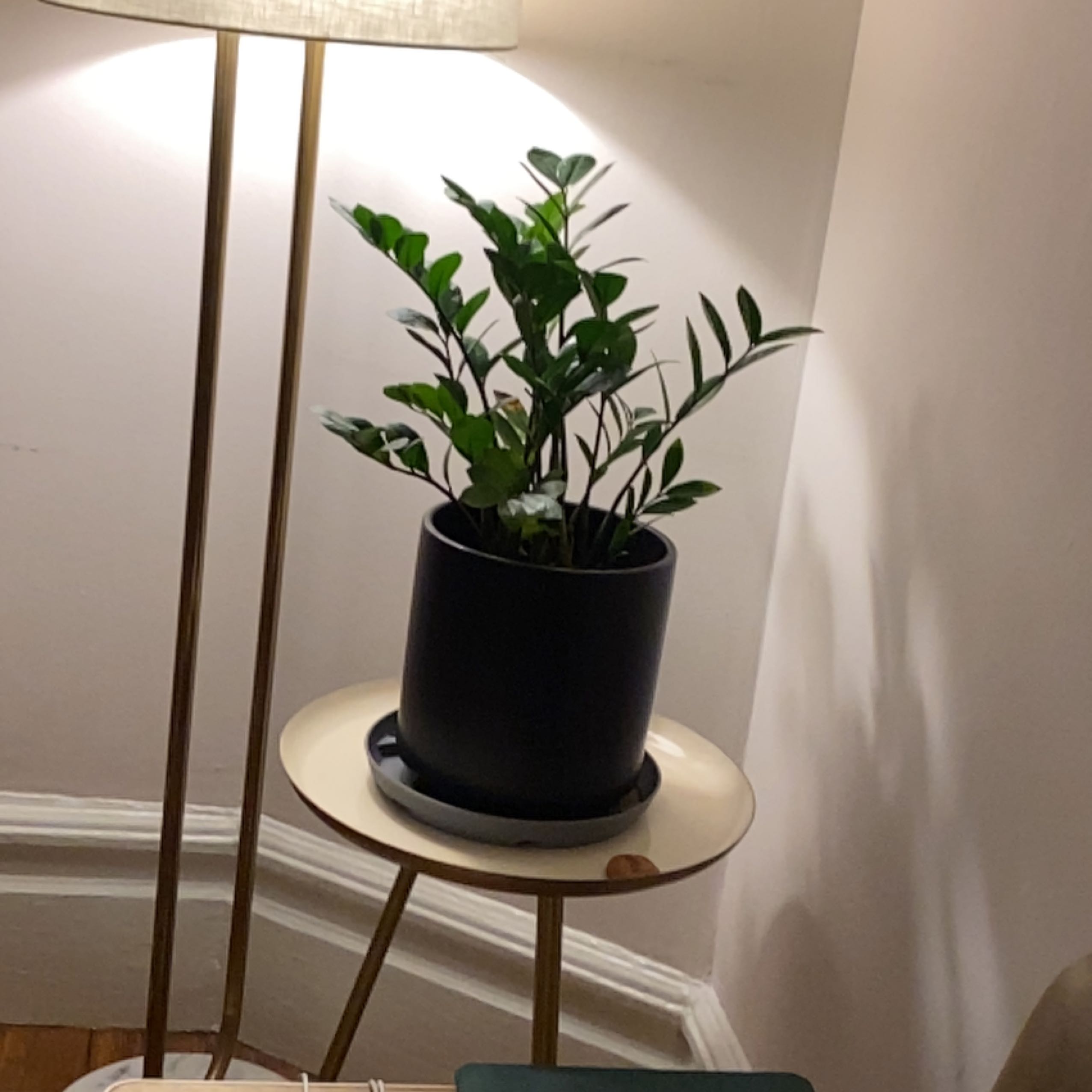 A healthy and attractive ZZ plant with shiny, dark green pinnate leaves in a black pot on a side table.