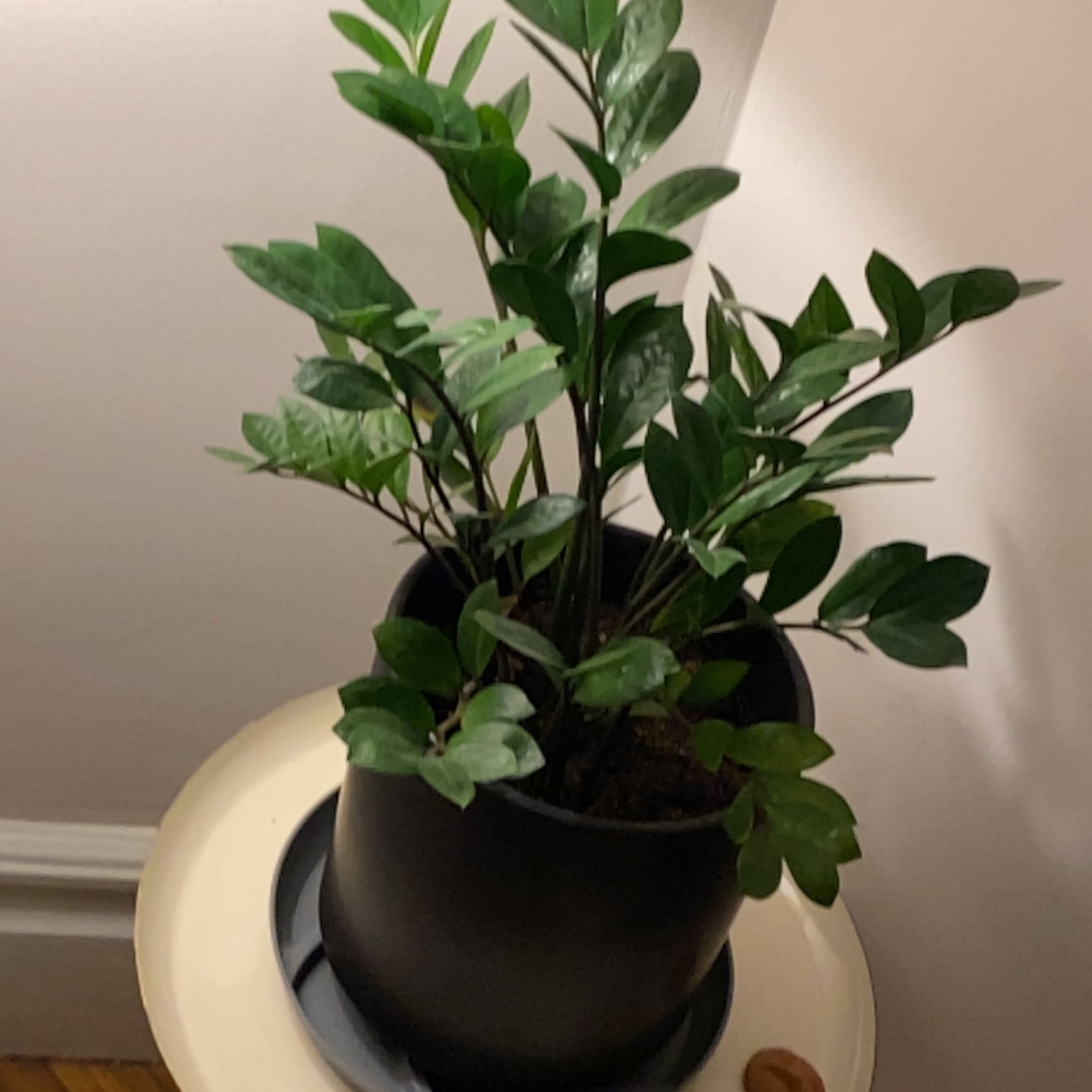 Healthy, thriving ZZ plant with glossy green leaves in a black ceramic pot, well-framed against a neutral background.