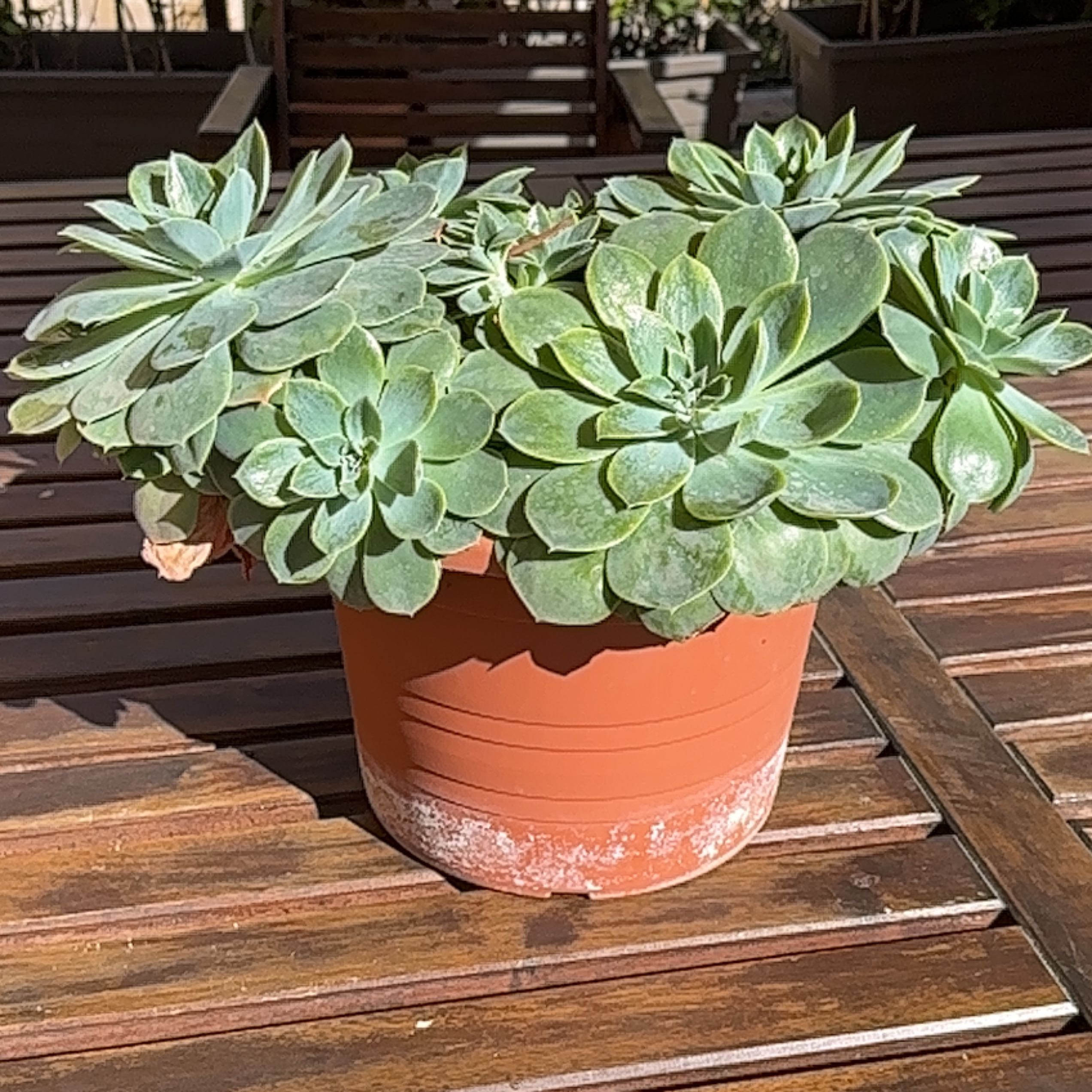 Pearl Echeveria plant in a terracotta pot on a wooden surface.