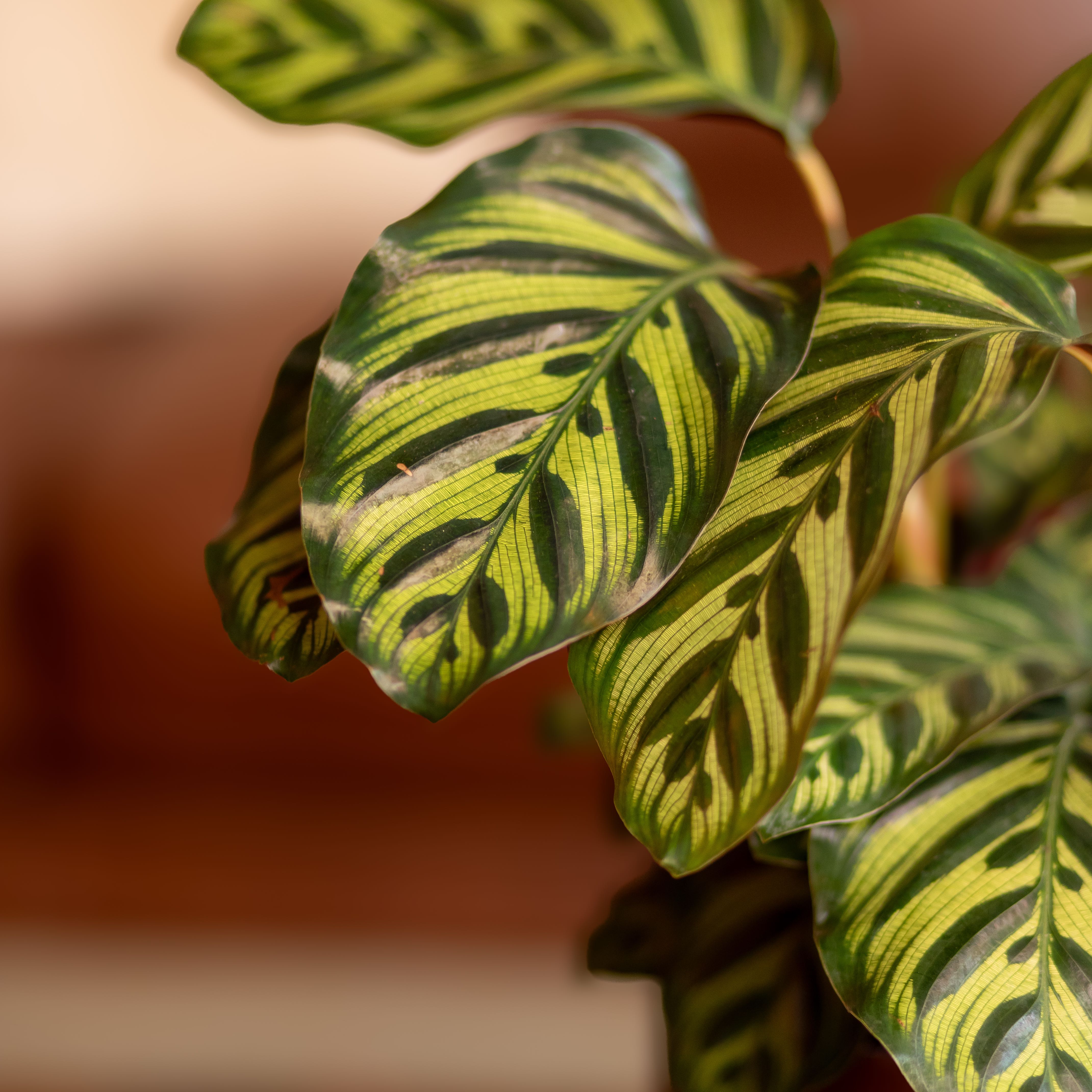 Close-up of a Cathedral Windows plant with variegated green and yellow leaves.