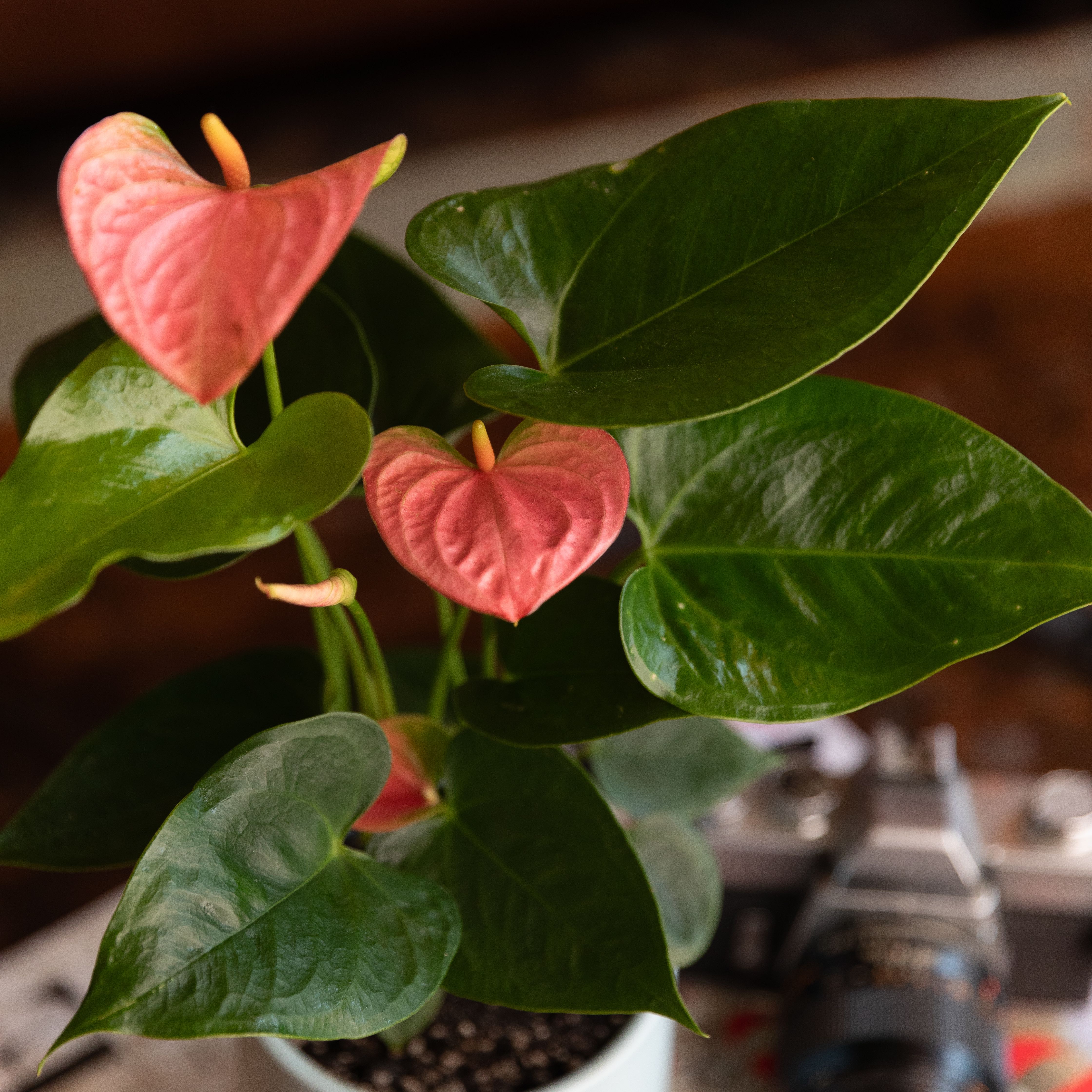 Close-up of a healthy, flowering Anthurium plant with vibrant pink heart-shaped spathes and glossy green foliage.