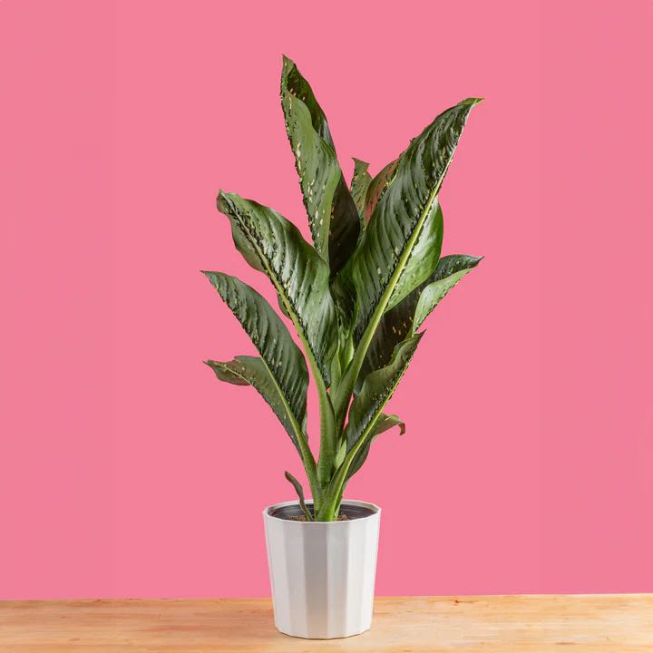 Photo of the plant species Dieffenbachia 'Crocodile' by @CostaFarmsTeam named Dieffenbachia Crocodile on Greg, the plant care app