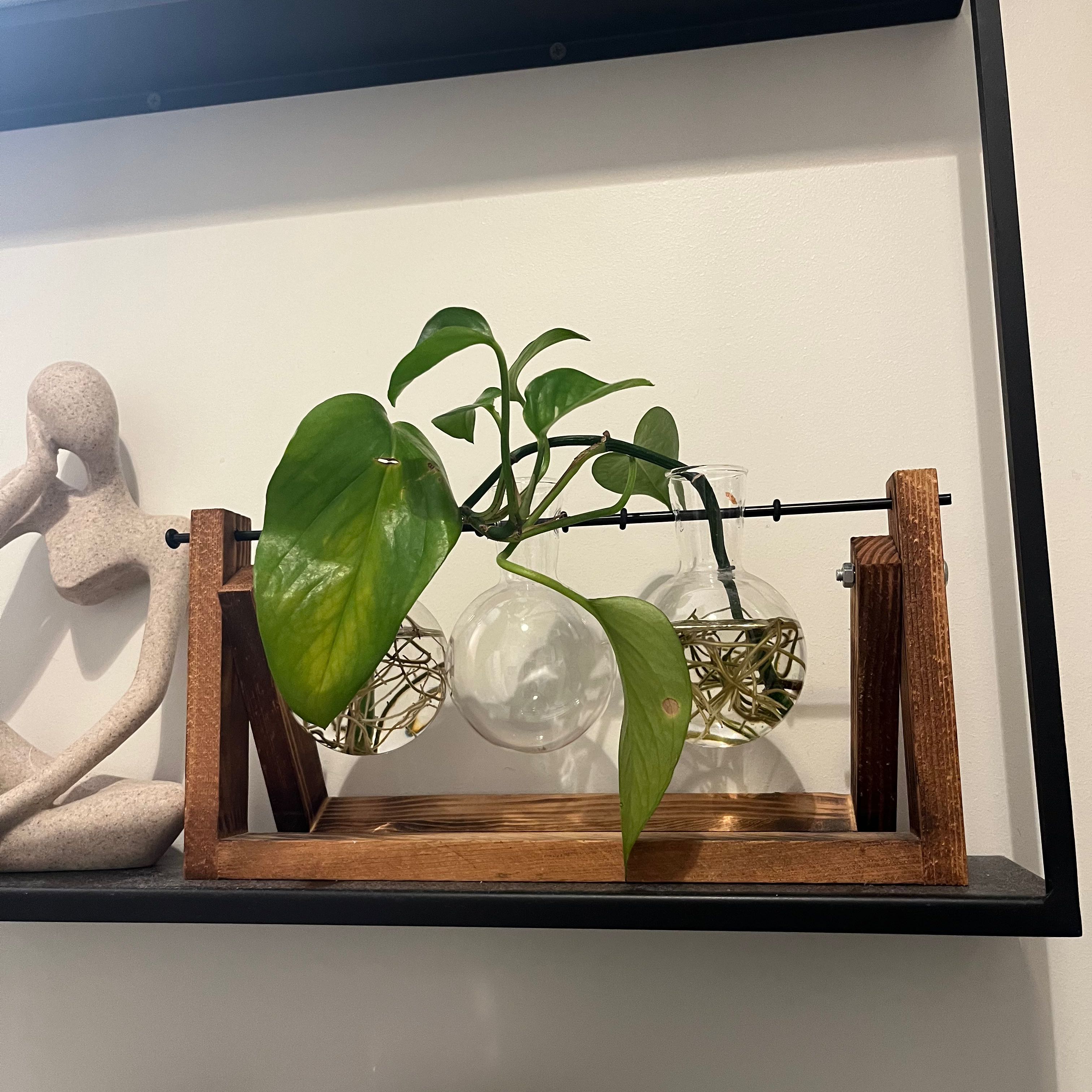 Healthy jade pothos plant with trailing vines and variegated heart-shaped leaves, displayed on shelf with geometric sculptures.