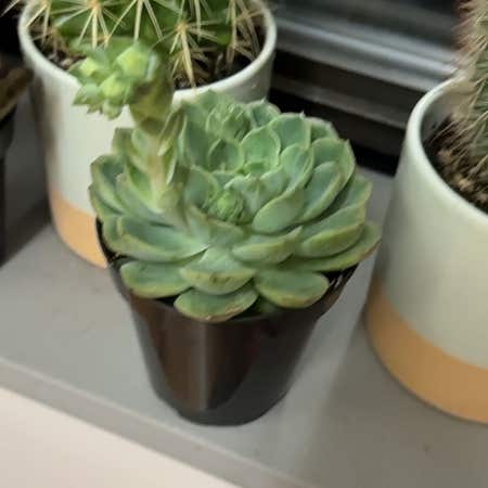 Photo of the plant species Echeveria 'Lime n' Chile' by @martin named Clooney on Greg, the plant care app