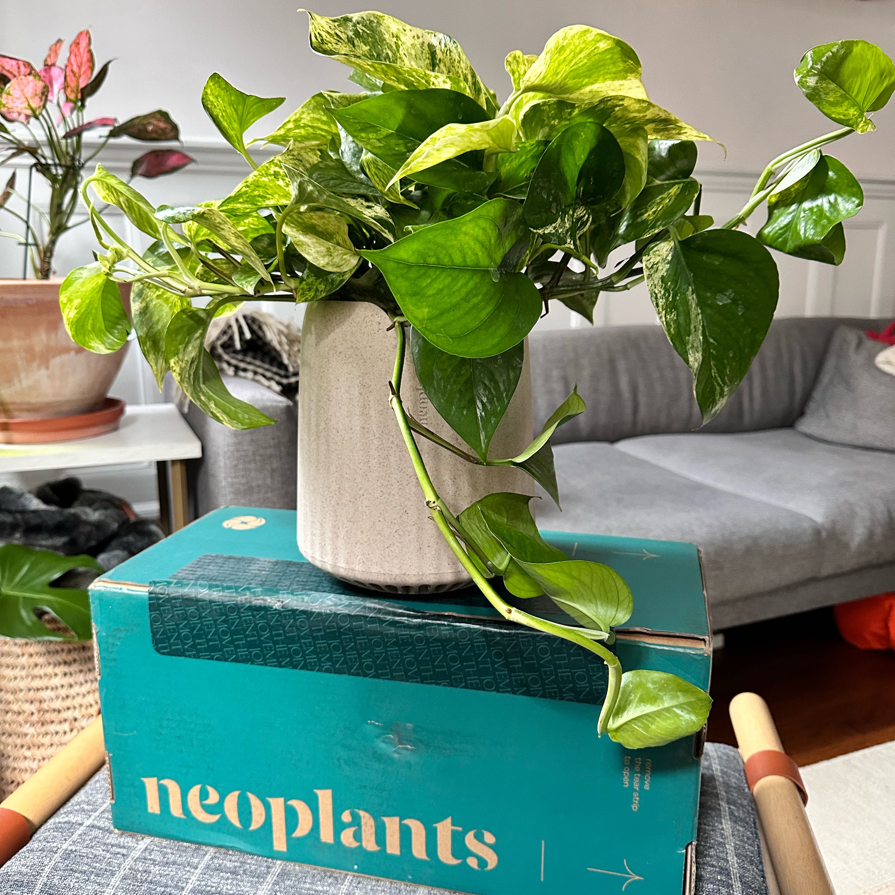 Marble Queen Pothos plant in a pot on a box, with a couch and another plant in the background.