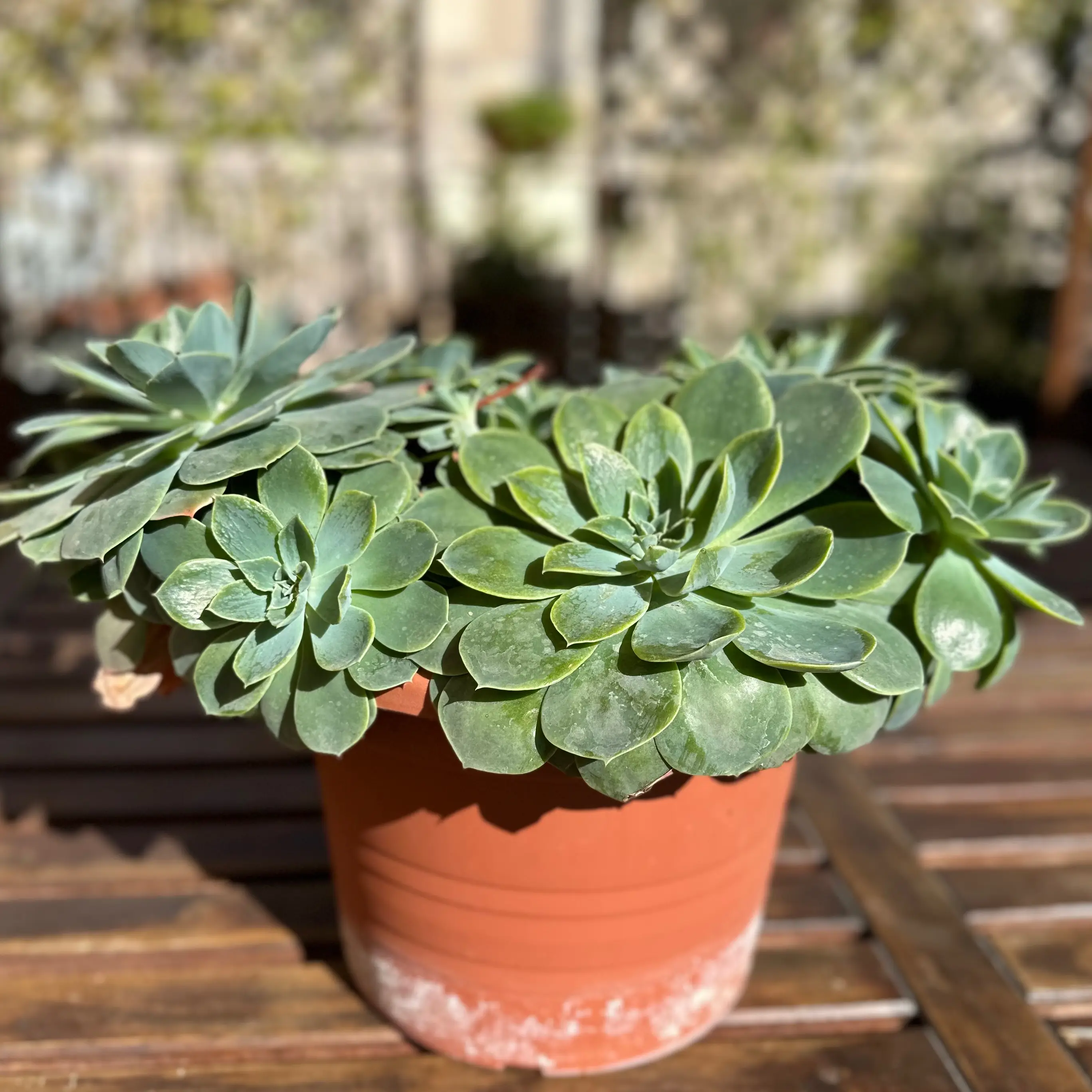 Potted Pearl Echeveria succulent with multiple green rosettes, healthy appearance.
