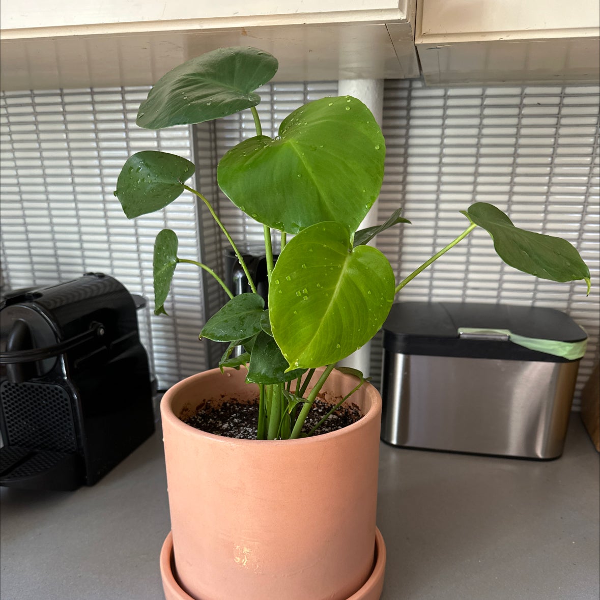 Why Are My Swiss Cheese Plant Leaves Curling?