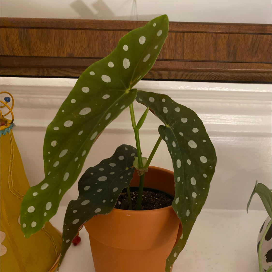 Polka Dot Begonia plant in a terracotta pot with characteristic spotted leaves.
