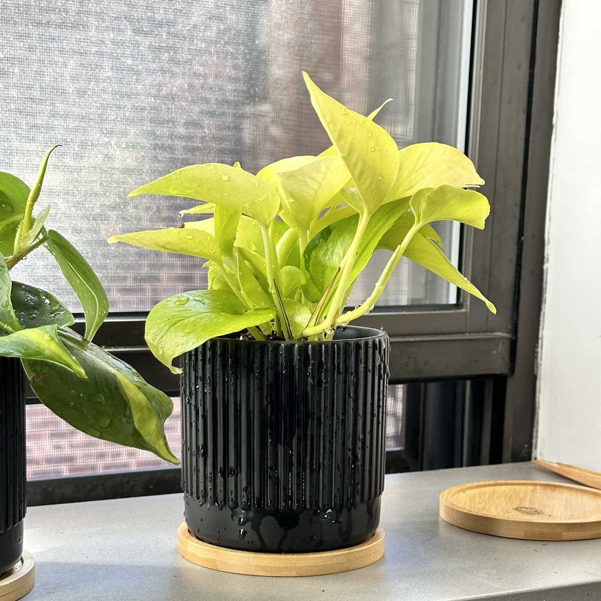 Neon Pothos plant in a black pot on a windowsill, with another plant partially visible on the left.