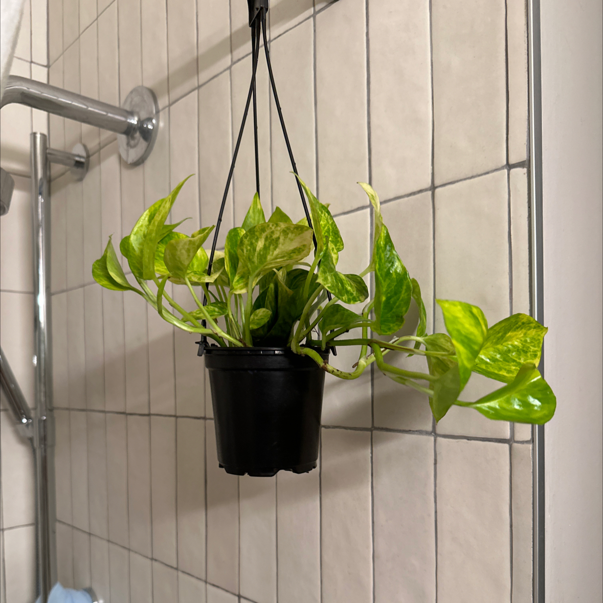 Golden Pothos plant in a hanging pot with vibrant green leaves and variegation.