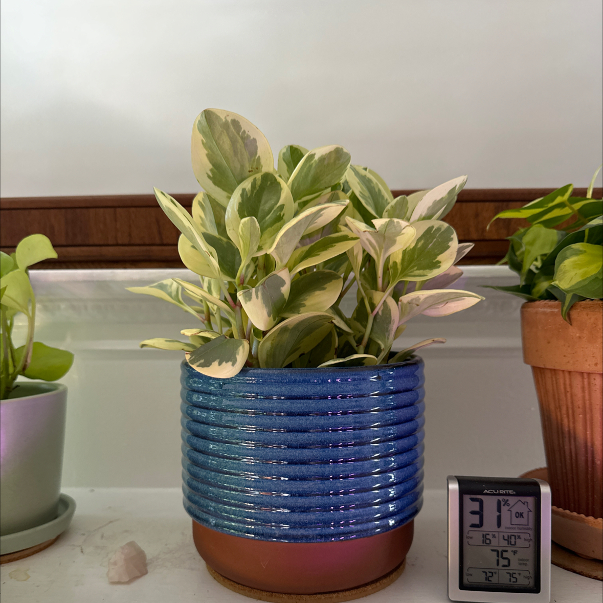 Healthy potted baby rubber plant with large variegated leaves, sitting next to a digital thermometer.