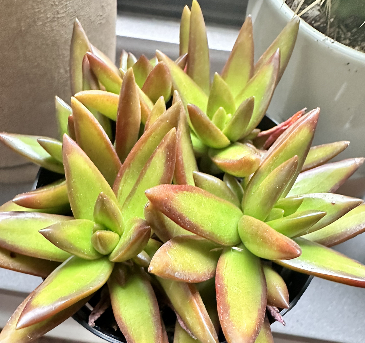 Sedum 'Firestorm' succulent with vibrant green and red-tinged leaves.