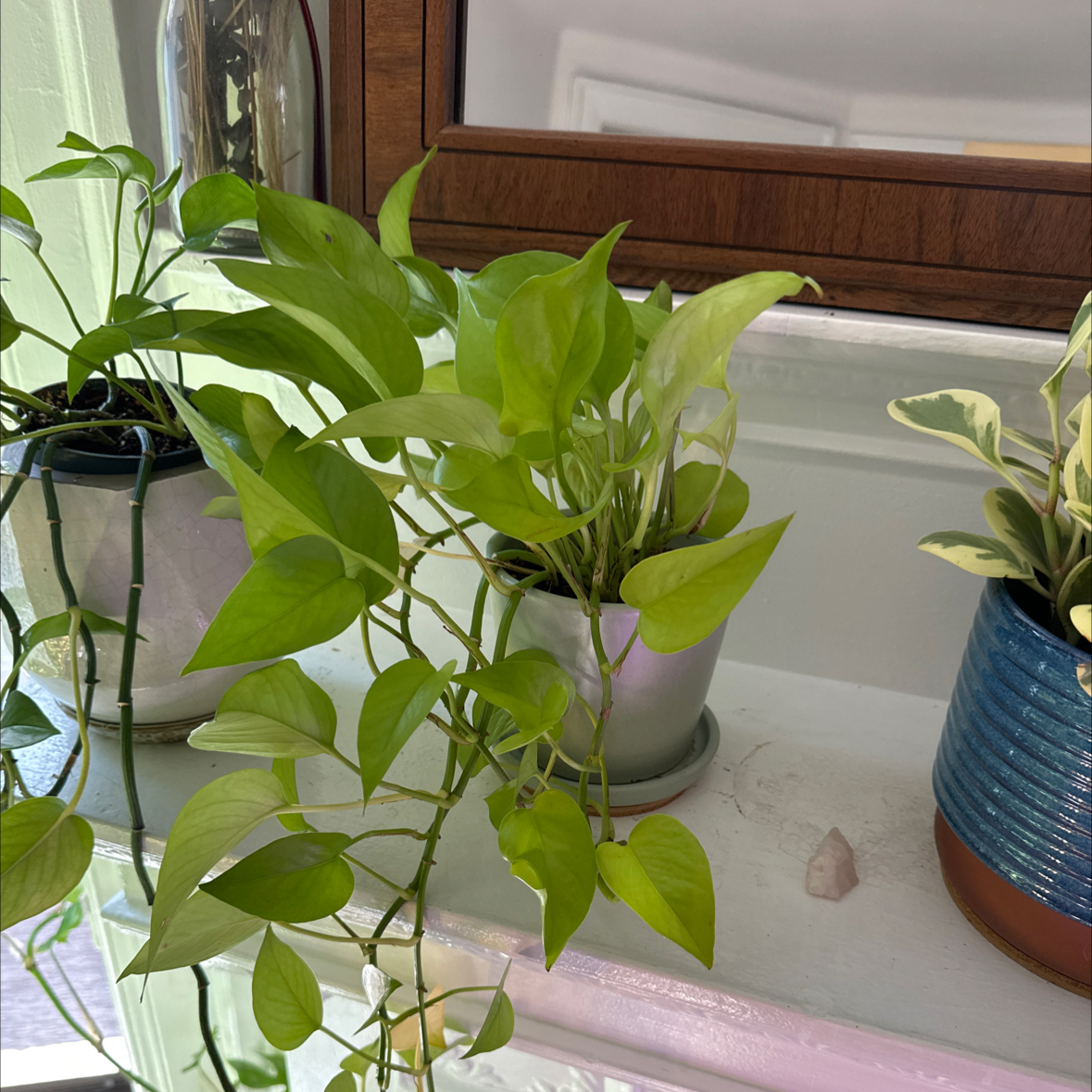 Neon Pothos plant photo by @martin named Green Lantern 🔰 on Greg, the plant care app.