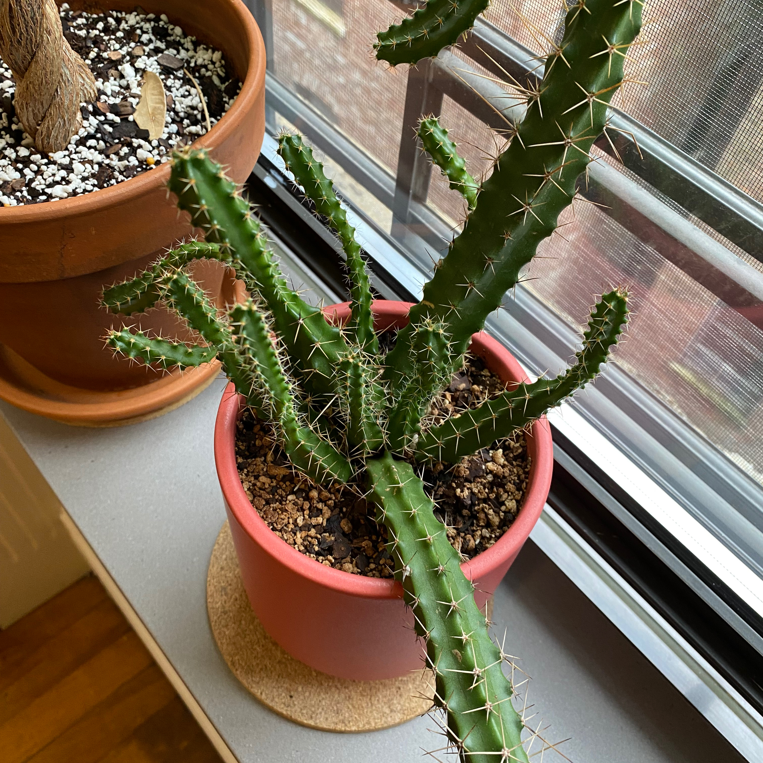 Photo of the plant species Lady-Finger Hedgehog Cactus by @martin named Cactus Jack on Greg, the plant care app