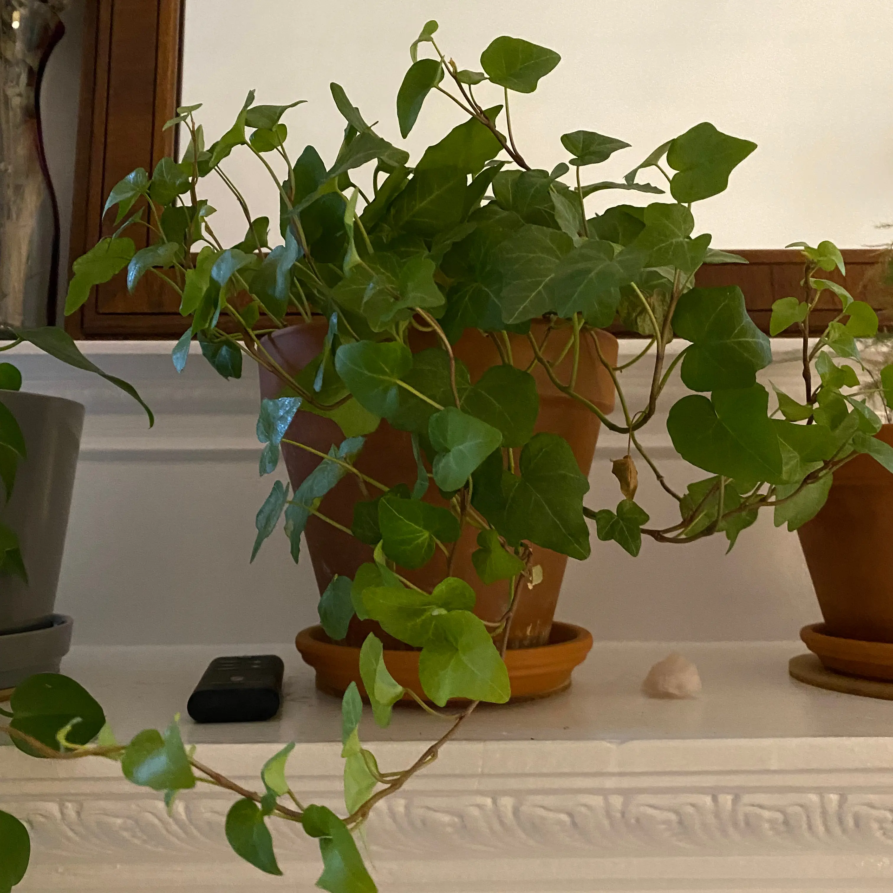 English Ivy plant photo by @martin named Sherlock on Greg, the plant care app.