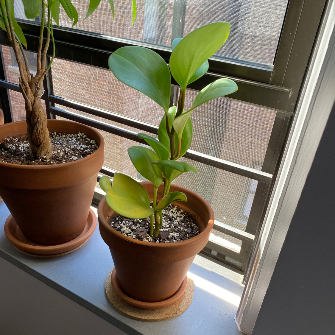 Healthy potted Baby Rubber Plant with glossy green leaves, on a window sill in bright indirect light.