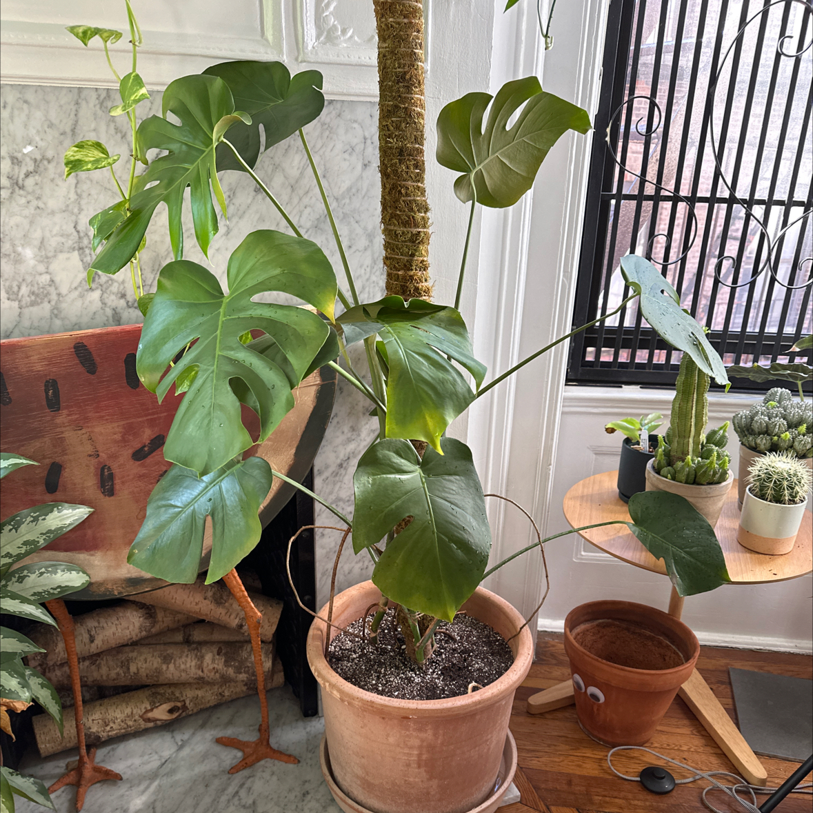 Monstera plant photo by @martin named The Mike Step Brothers on Greg, the plant care app.