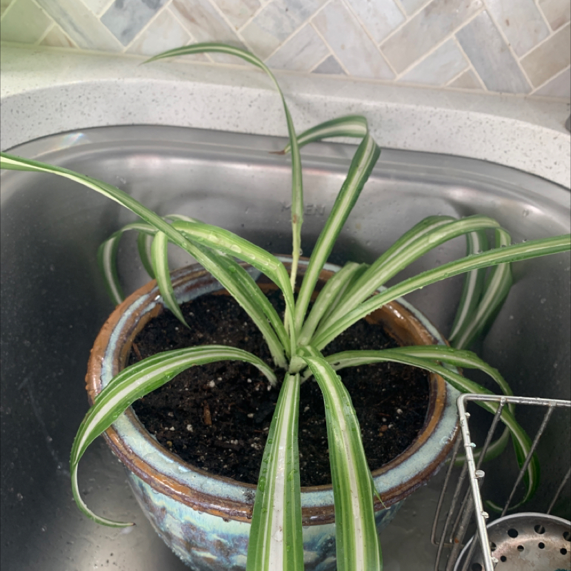 Healthy Spider Plant in a pot placed in a sink with visible soil.