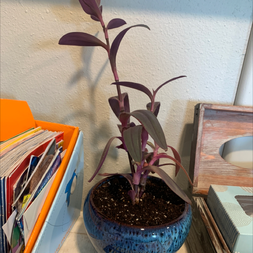 Potted Purple Heart plant with vibrant purple leaves in a blue ceramic pot, surrounded by books on a wooden surface.