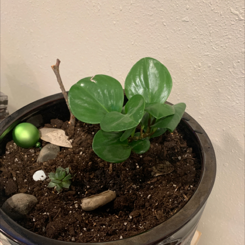 Close-up of a healthy baby rubber plant in a pot, with glossy green leaves and moist soil. A small green decorative object is placed nearby.