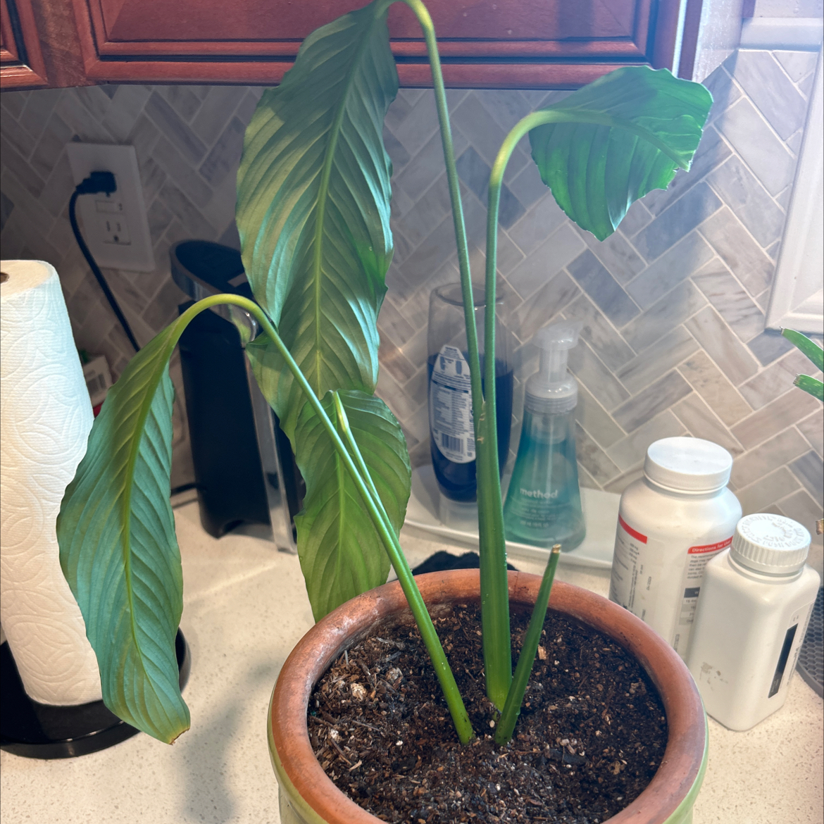 A peace lily plant with green leaves and some yellowing, in a brown ceramic pot on a tiled kitchen counter.