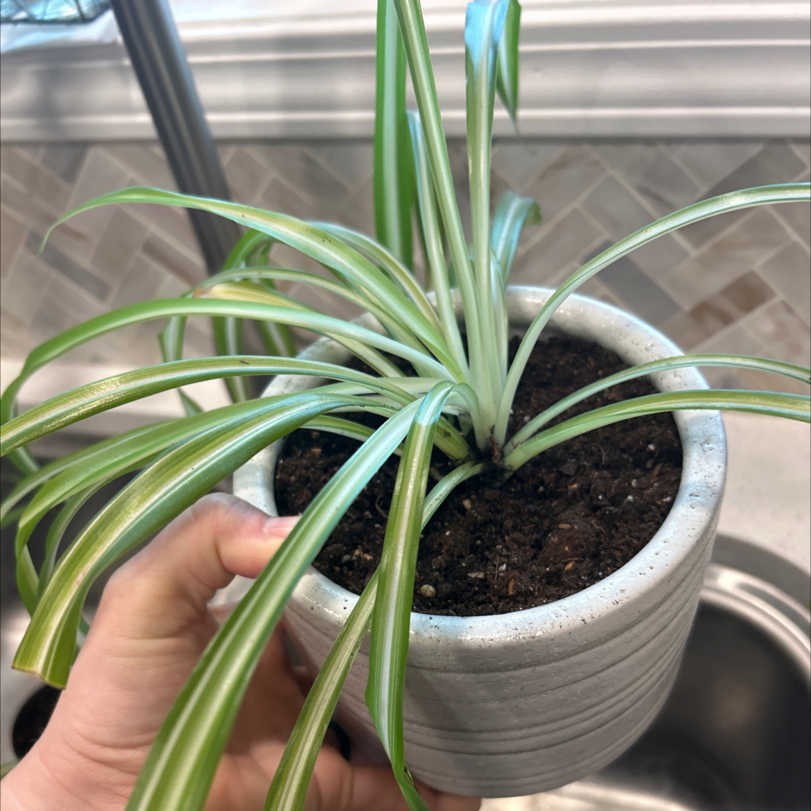 Healthy Spider Plant in a white pot with visible soil, held by a hand.