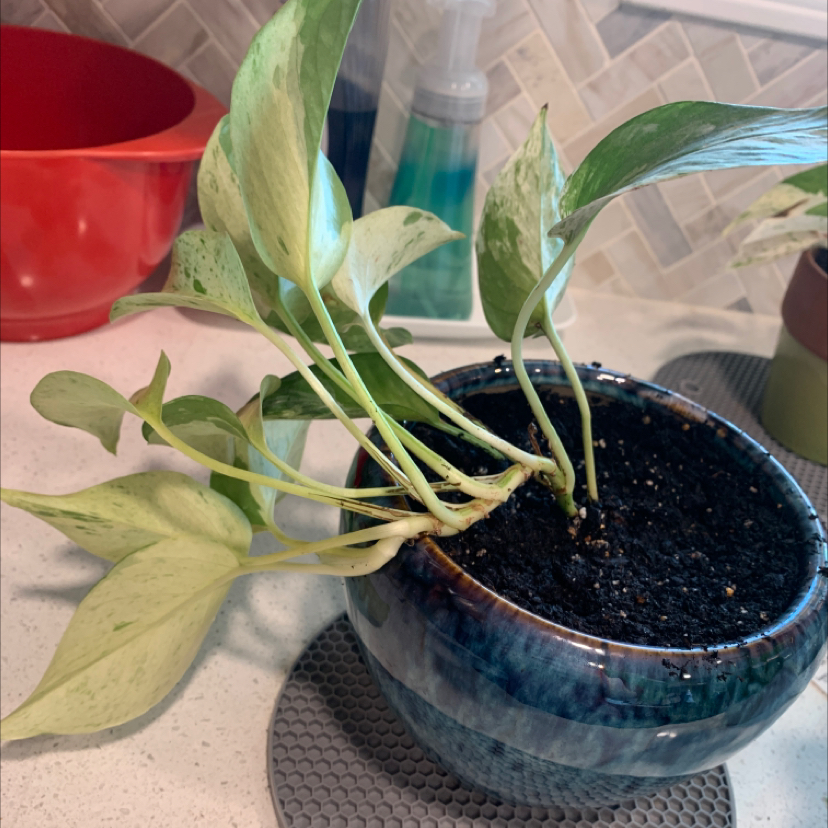Healthy variegated pothos plant with elongated heart-shaped leaves in a blue glazed ceramic pot on a neutral background.