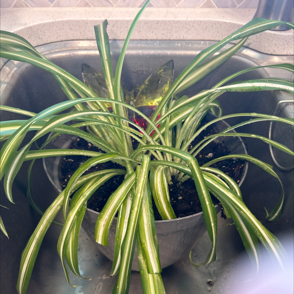 Healthy Spider Plant in a pot placed in a sink with visible soil.