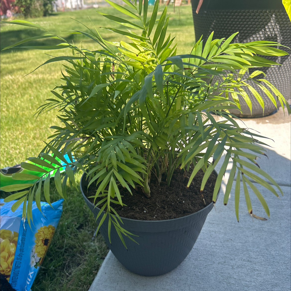 Photo of the plant species Amaranth by Katrina named Palm Medium on Greg, the plant care app