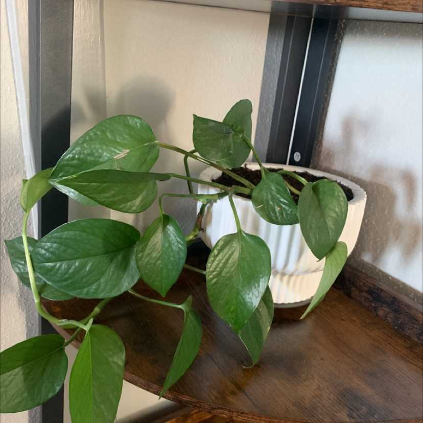 Healthy Arrowhead Plant with vibrant green arrow-shaped leaves in a white ceramic pot, closeup photo.