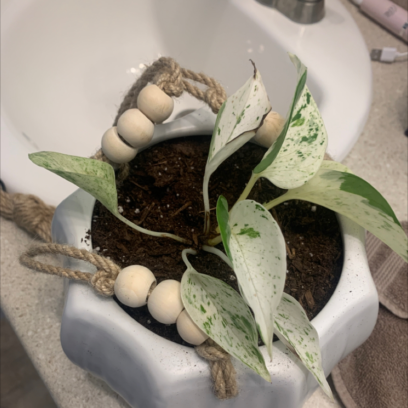 Golden Pothos plant in a white pot with decorative beads, placed on a bathroom counter.