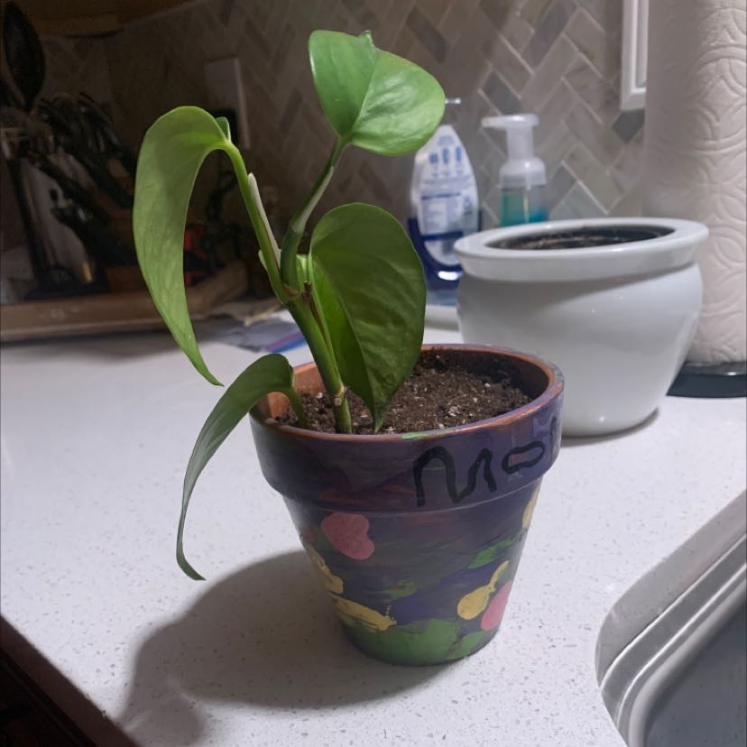 Golden Pothos plant in a decorative pot on a kitchen counter.