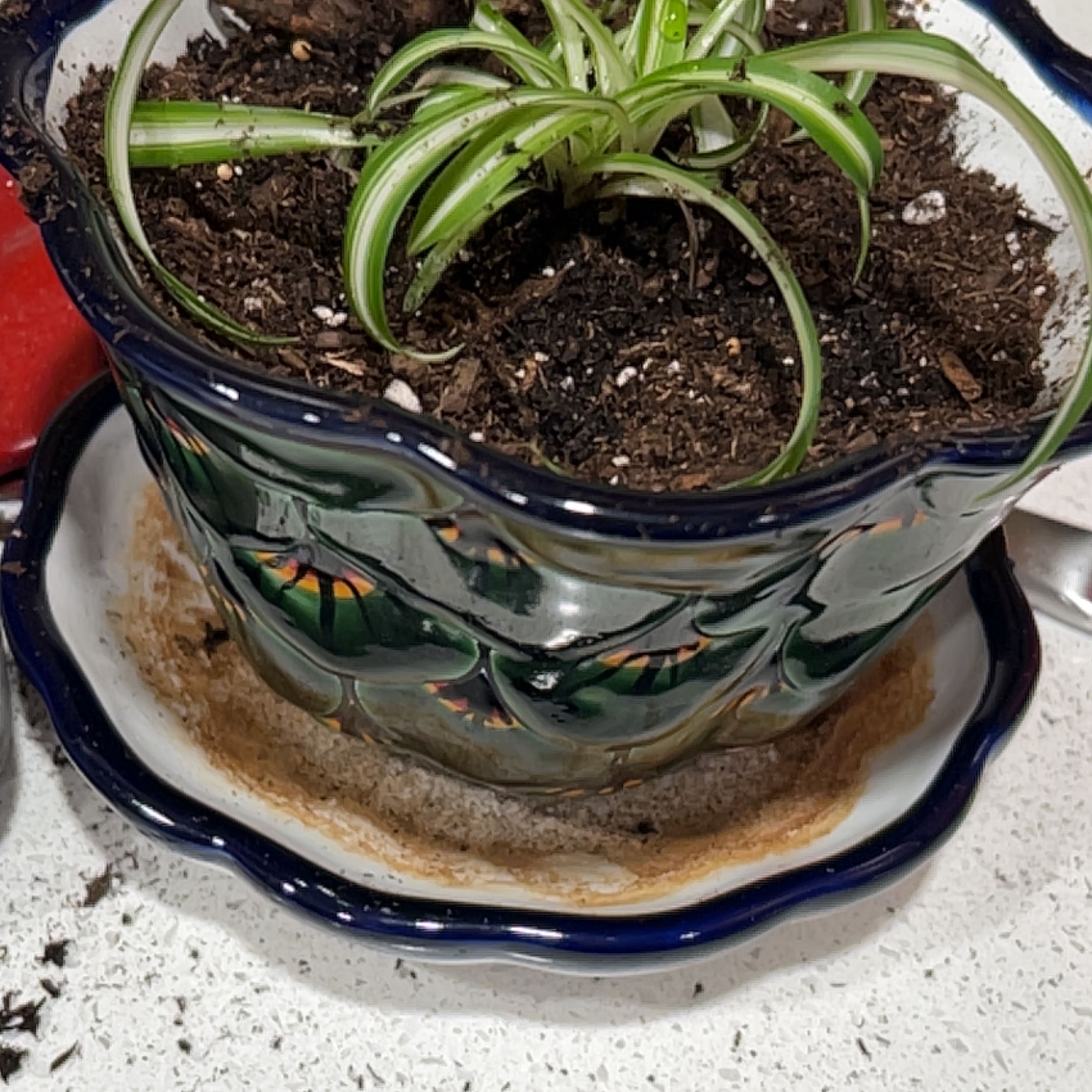 Spider Plant in a decorative pot with visible soil, appearing healthy.