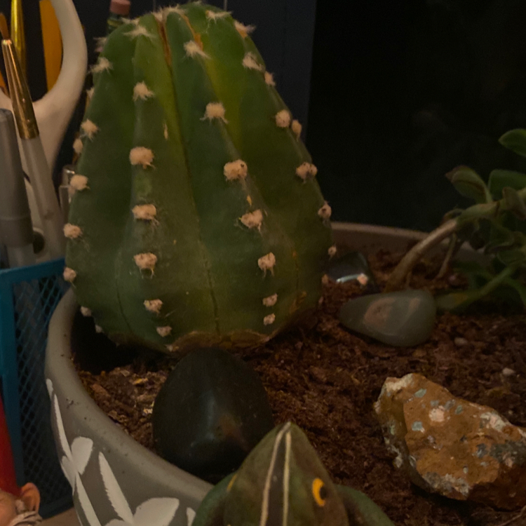 Photo of the plant species Ferocactus macrodiscus by @VastCocoplum named Kardashian 1Xmonth on Greg, the plant care app