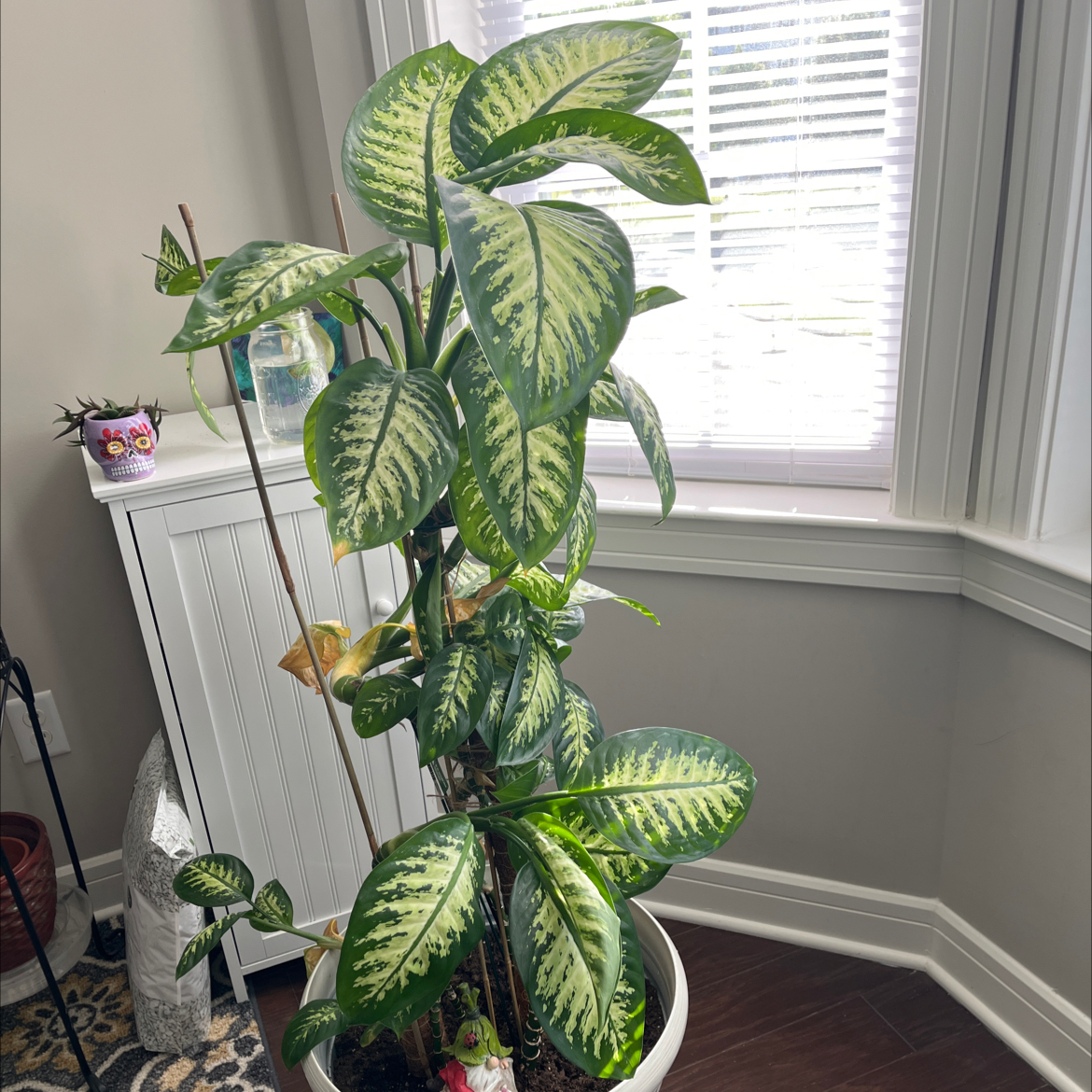 Dracaena 'Sted Sol Cane' plant indoors near a window, healthy with vibrant green leaves.