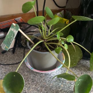 Chinese Money Plant plant in Dundee, Scotland