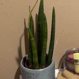 Cylindrical Snake Plant plant in Dundee, Scotland