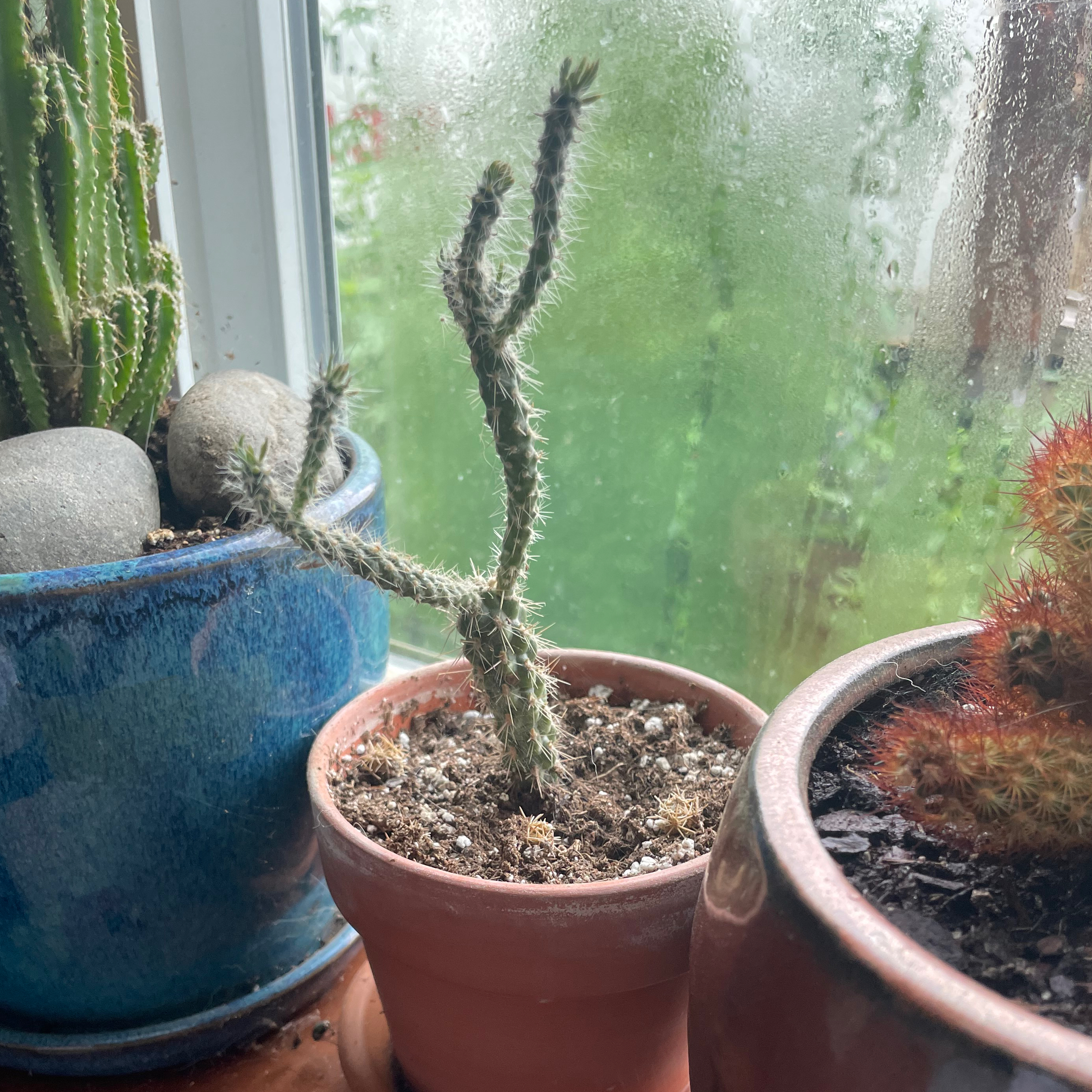 Cane Cholla plant in a small pot on a windowsill with other plants in the background.
