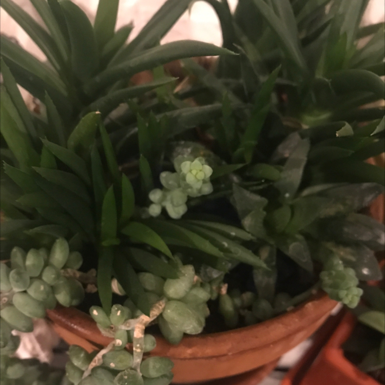 Photo of the plant species Three O'Clock by @CasualCobnut named Cyril on Greg, the plant care app