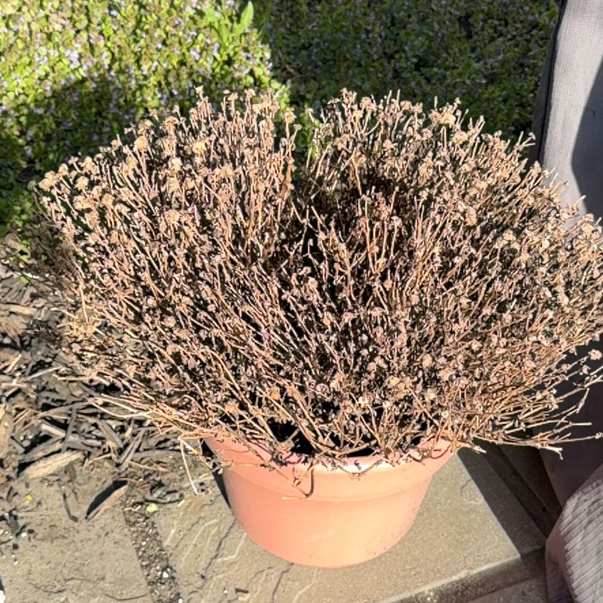 Photo of the plant species Heather by @CalmativePeanut named Sproutacus on Greg, the plant care app