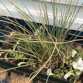 Photo of the plant species Blue Rush by @CalmativePeanut named Tree Diddy on Greg, the plant care app