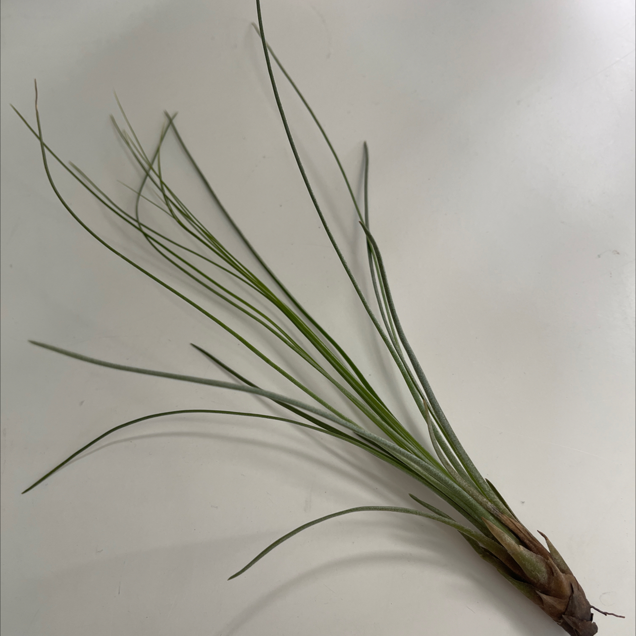 Tillandsia Juncea plant with thin, elongated leaves on a plain background.