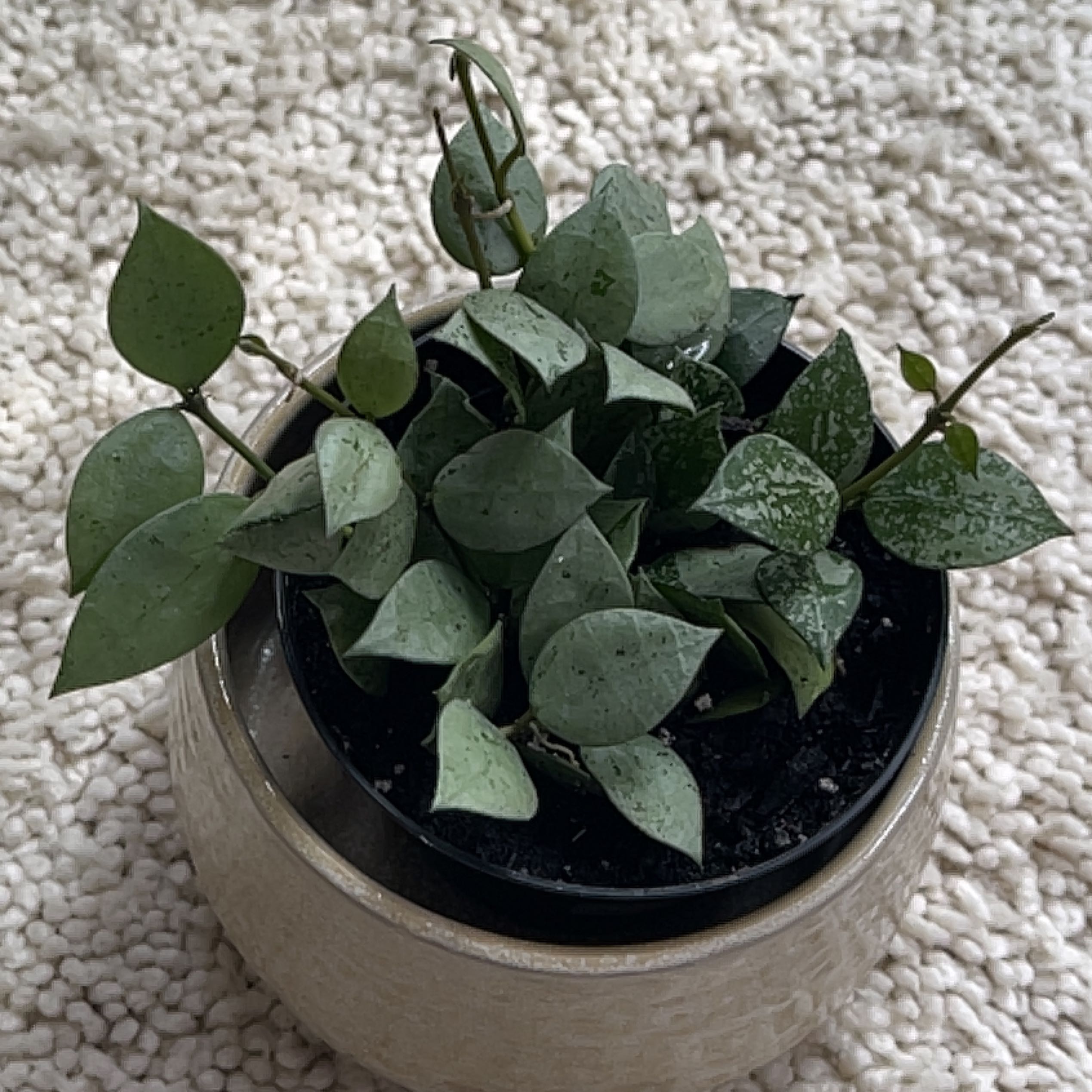 Potted Super Silver Hoyaa Krohniana plant with heart-shaped leaves on a textured surface.