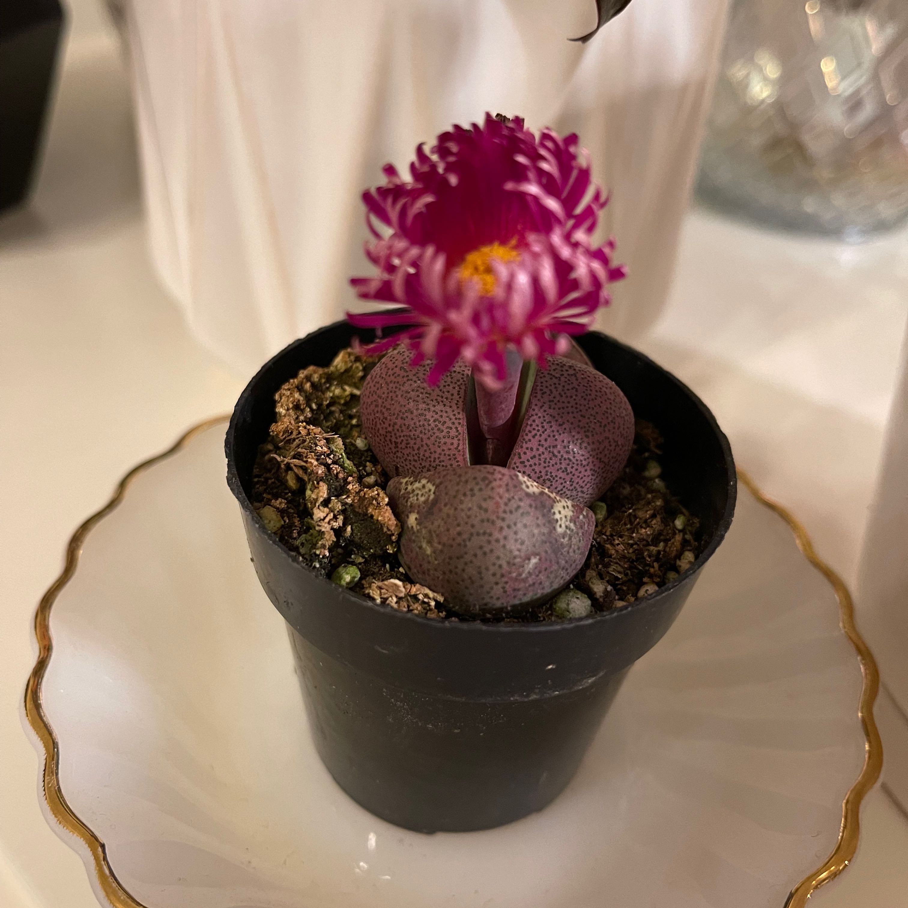 Royal Flush Split Rock plant in a black pot with a vibrant pink flower, placed on a decorative plate.