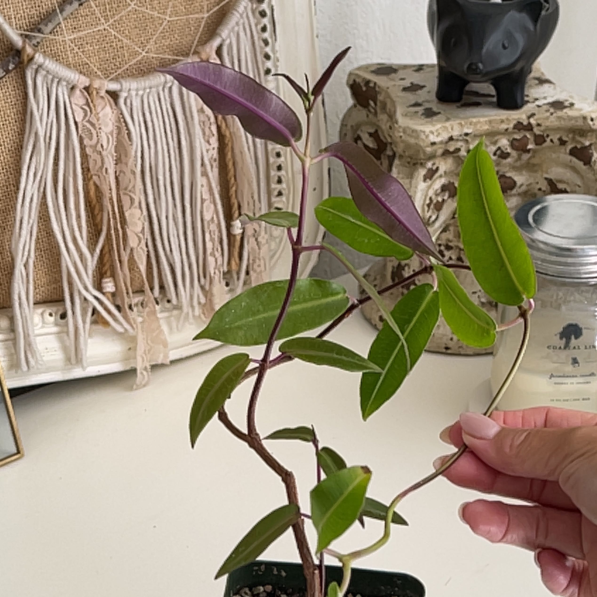 Photo of the plant species Petopentia Natalensis by @PlayfulMiro named Lavender on Greg, the plant care app