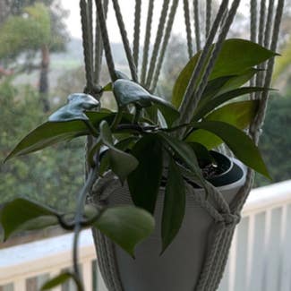 Hoya Pubicalyx plant in Castaic, California