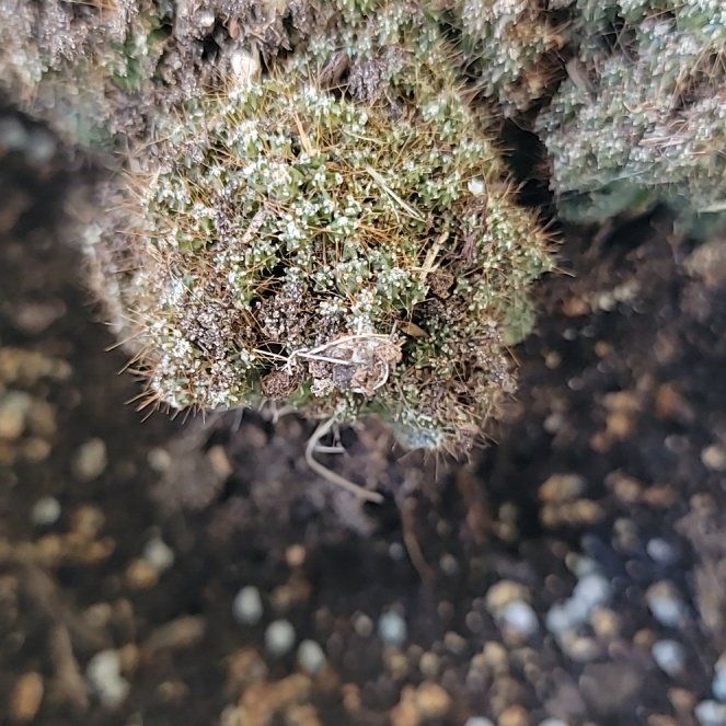 Photo of the plant species Pulvinate Dry Rock Moss by @WarmheartedAtom named Kobe on Greg, the plant care app