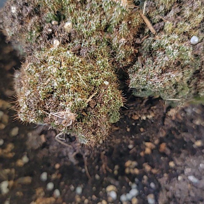 Photo of the plant species Pulvinate Dry Rock Moss by @WarmheartedAtom named Drake on Greg, the plant care app