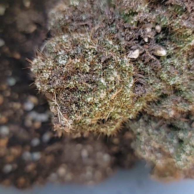 Photo of the plant species Pulvinate Dry Rock Moss by @WarmheartedAtom named Sol on Greg, the plant care app