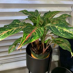 Aglaonema 'Sparkling Sarah' plant